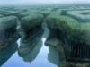 mikeworrallsculling_the_forest_small.jpg