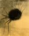 odilonredonthe_smiling_spider_small.jpg