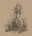 socarmylesa_pious_thistle_small.jpg