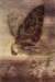 sulamithwulfingtransfiguration_small.jpg