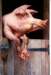 valeriybelenikinpiglet_small.jpg