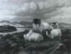 wrightbarkersheepinahighland_small.jpg