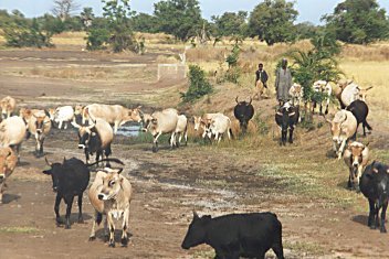 cows