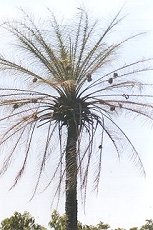 palm