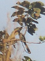 red-billed_hornbill