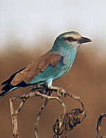 abyssinian_roller