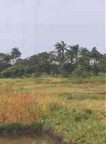 rice_field