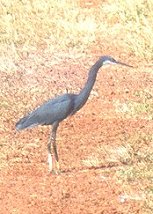 western_reef_egret