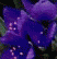 in bloom