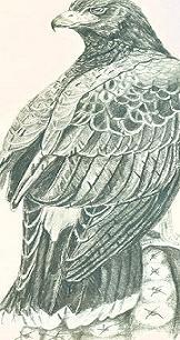 pencil