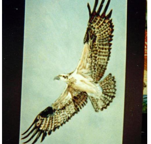 eagle one