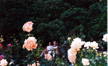 roses among roses