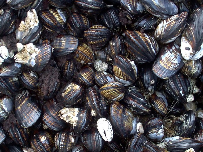 Mussels