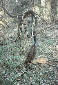Vines