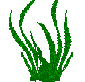 seaweed 2