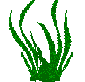 seaweed 2