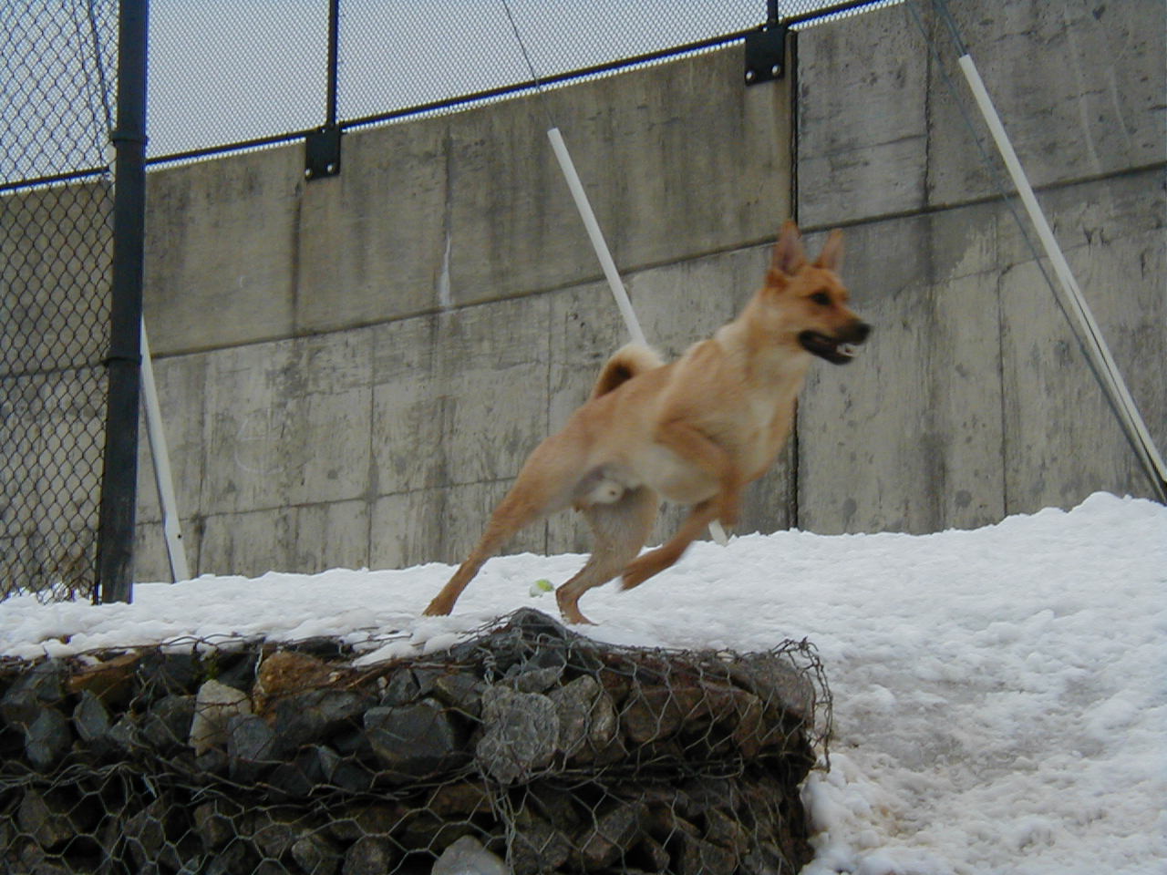 At dog park