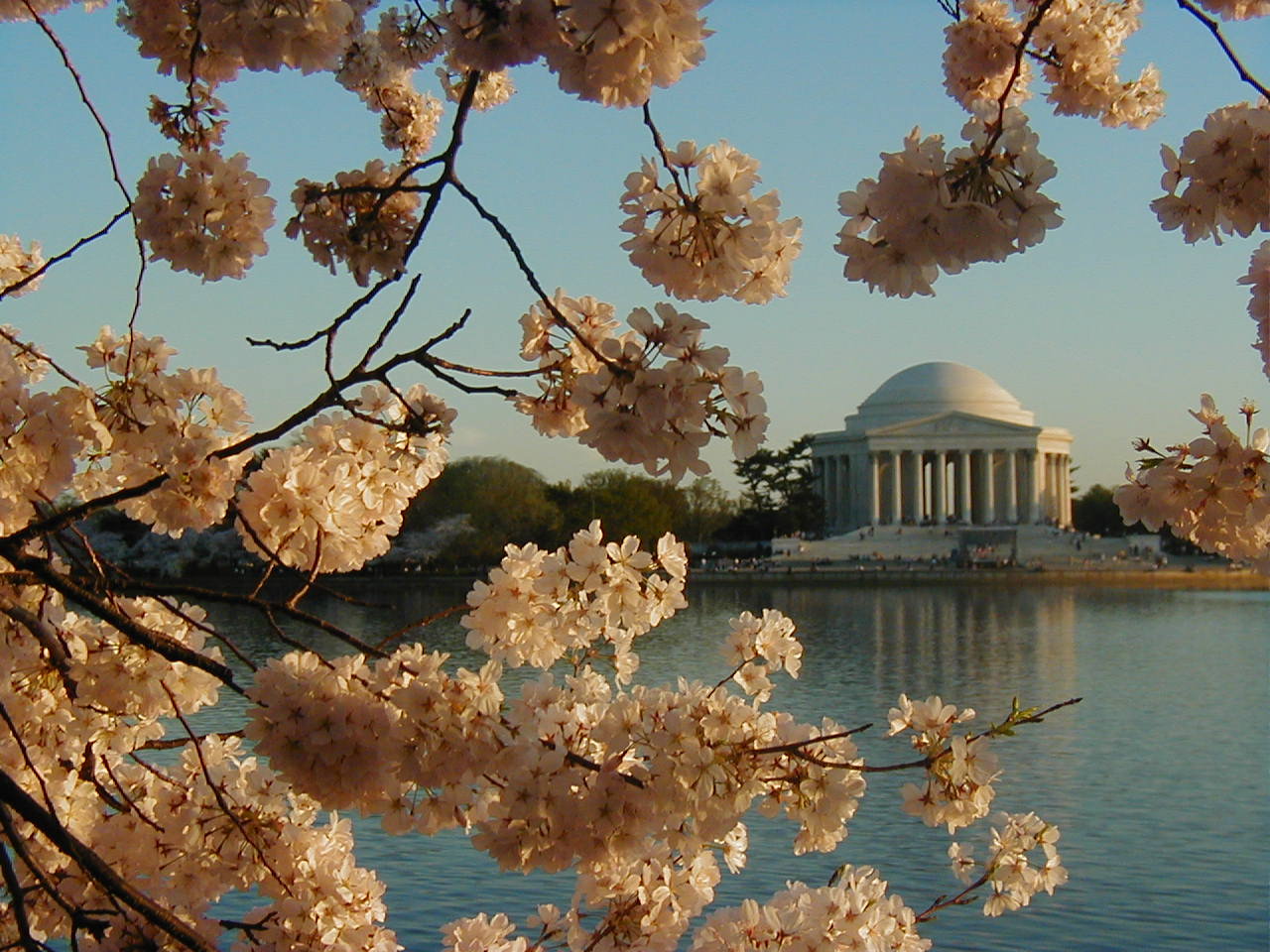 Blossoms at tidal basin