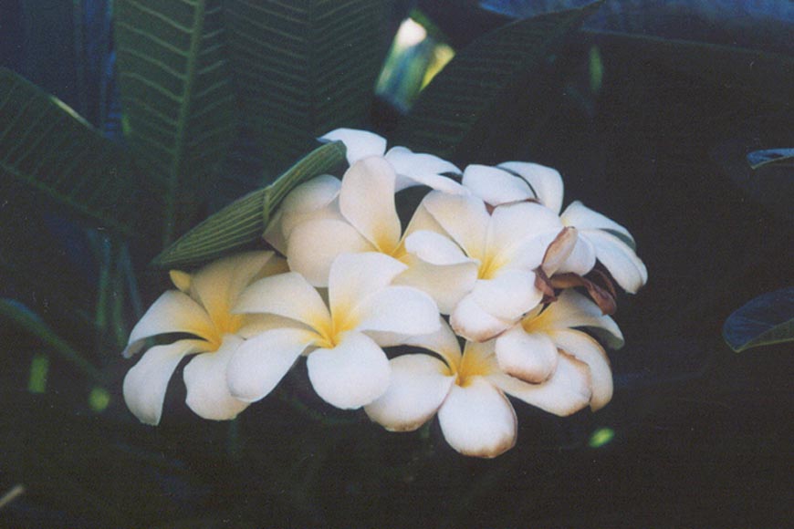 Hawaiian flower