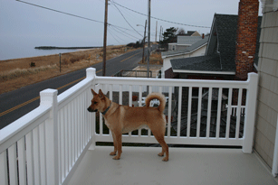 Max at the new house
