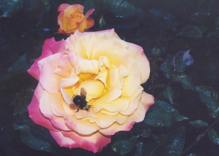Portland Rose Garden