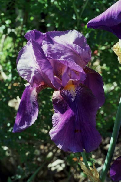 06-Bearded_Iris