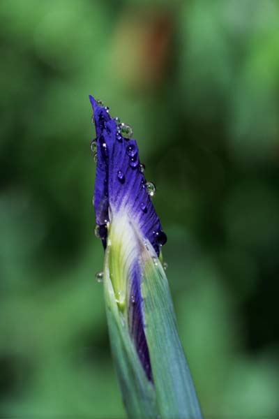 08-Wet_Iris_Bud