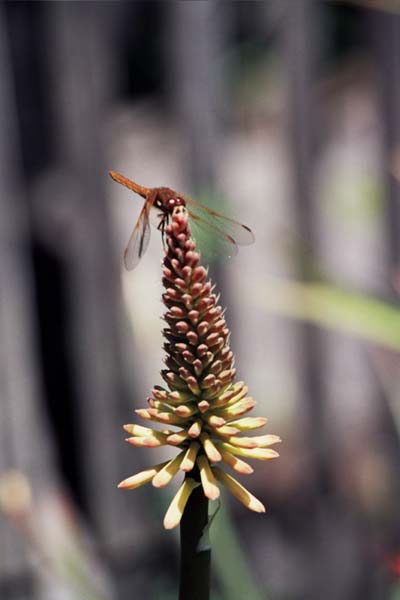 10-Dragonfly_Appears