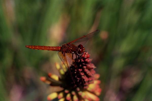 11-Dragonfly_Side