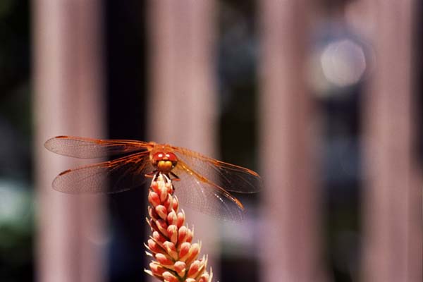 12-Dragonfly_Front