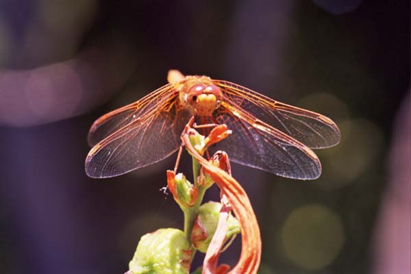 13-Dragonfly_Face