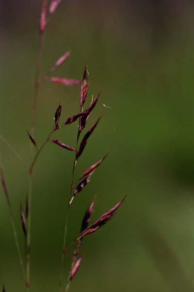 14-Red_Grass_with_Web