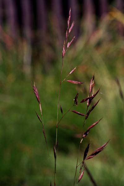 15-Red_Grass_2