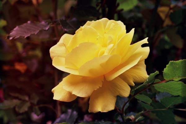 19-Sunsprite_Rose