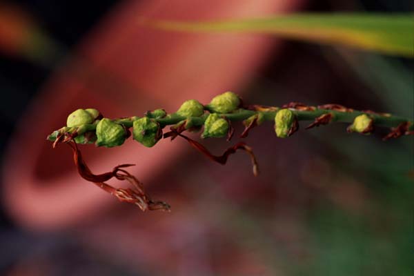 20-Gone_to_Seed