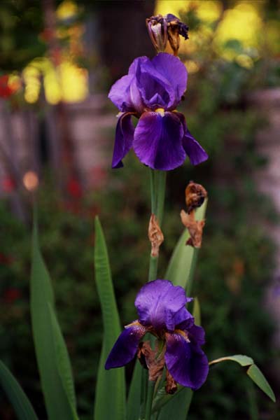 21-Bearded_Iris,_Sunset_Light