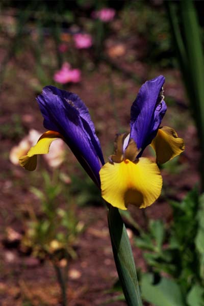 23-Blue_&_Yellow_Iris