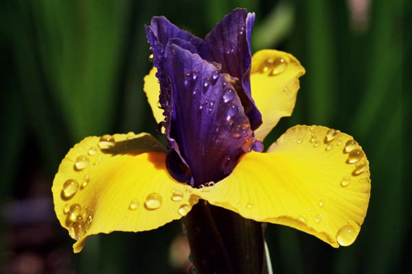 25-Iris_Emerging