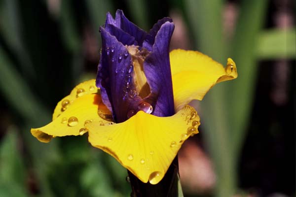 26-Inner_Bud_Appears