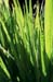 01-Green_Swords