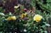 05-Sunsprites