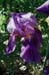 06-Bearded_Iris