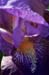 07-Deep_in_the_Heart_of_Iris