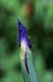 08-Wet_Iris_Bud
