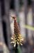 10-Dragonfly_Appears