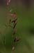 14-Red_Grass_with_Web