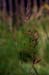 15-Red_Grass_2