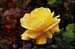 19-Sunsprite_Rose