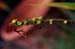20-Gone_to_Seed