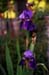 21-Bearded_Iris,_Sunset_Light